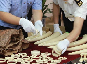 寧波海關(guān)查獲走私瀕危野生動物制品 揭生物制品非法貿(mào)易鏈條